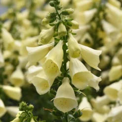 Arctic Fox™ Lemon Cream Foxglove (Digitalis)
