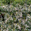 Low Scape Snowfire™ Aronia
