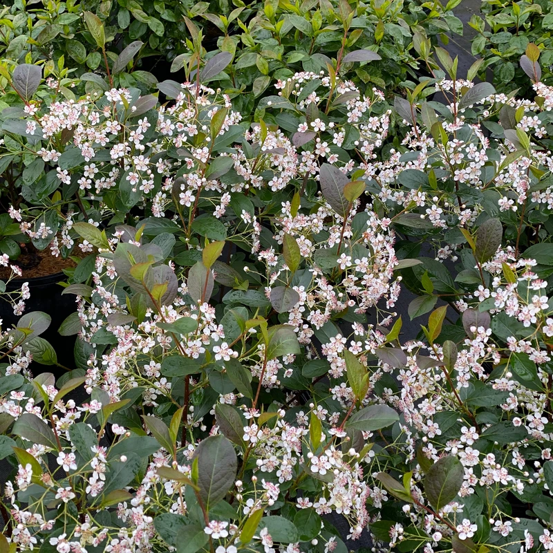 Low Scape Snowfire™ Aronia 3 Low Scape Snowfire™ Aronia