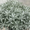 GardenGhost™ Wormwood 1 GardenGhost™ Wormwood -Garden Plants Store Artemisia GardenGhost