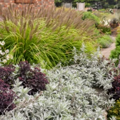 'Silver Lining' Wormwood (Artemisia) 9 'Silver Lining' Wormwood (Artemisia) -Garden Plants Store Artemisia Silver Lining