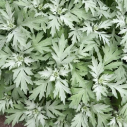 'Silver Lining' Wormwood (Artemisia) 8 'Silver Lining' Wormwood (Artemisia) -Garden Plants Store Artemisia Silver Lining 1