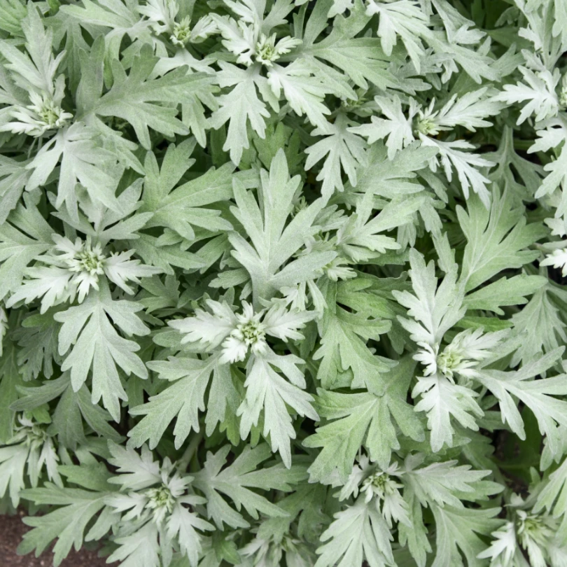 'Silver Lining' Wormwood (Artemisia) 4 'Silver Lining' Wormwood (Artemisia) - Image 2