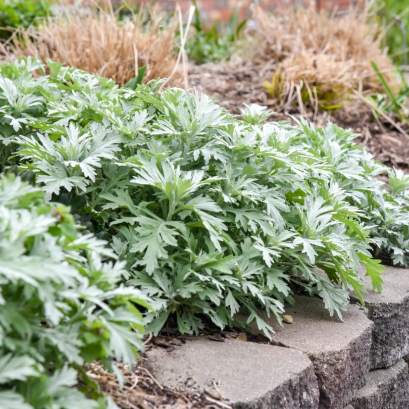 'Silver Lining' Wormwood (Artemisia) 3 'Silver Lining' Wormwood (Artemisia)