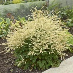 'Chantilly Lace' Goatsbeard -Garden Plants Store Aruncus Chantilly Lace 1 P sw