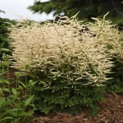 'Chantilly Lace' Goatsbeard -Garden Plants Store Aruncus Chantilly Lace 2 P sw
