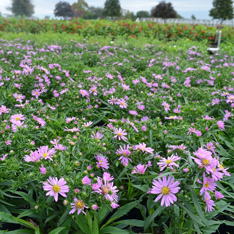 'Wood's Pink' Aster 4 'Wood's Pink' Aster - Image 2