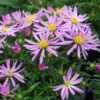 'Wood's Pink' Aster