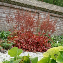 Color Flash® Astilbe -Garden Plants Store AstilbeColorFlash 070827gbv003