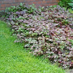 Color Flash® Astilbe -Garden Plants Store AstilbeColorFlash 100615gbv001