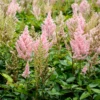 'Youniqe Salmon' Astilbe -Garden Plants Store AstilbeYouniqueSalmon 140820gbo041