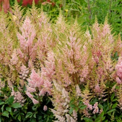 'Youniqe Salmon' Astilbe -Garden Plants Store AstilbeYouniqueSalmon 150626gbo028