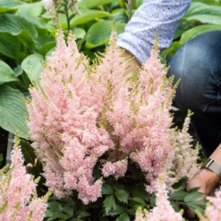 'Youniqe Salmon' Astilbe -Garden Plants Store AstilbeYouniqueSalmon 160622cre002