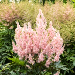 'Youniqe Salmon' Astilbe -Garden Plants Store AstilbeYouniqueSalmon 160622cre006