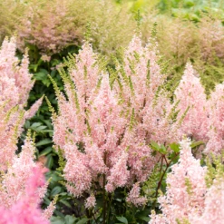 'Youniqe Salmon' Astilbe -Garden Plants Store AstilbeYouniqueSalmon 160622cre007