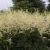 'Bridal Veil' Astilbe -Garden Plants Store Astilbe BridalVeil 0000lowres