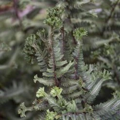 'Crested Surf' Japanese Painted Fern -Garden Plants Store Athyrium niponicum Crested Surf 3 P sw