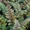 'Regal Red' Japanese Painted Fern (Athyrium) 1 'Regal Red' Japanese Painted Fern (Athyrium) -Garden Plants Store Athyrium niponicum Regal Red