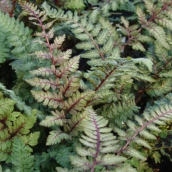 'Regal Red' Japanese Painted Fern (Athyrium)