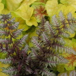'Regal Red' Japanese Painted Fern (Athyrium) 7 'Regal Red' Japanese Painted Fern (Athyrium) -Garden Plants Store Athyrium niponicum Regal Red 2