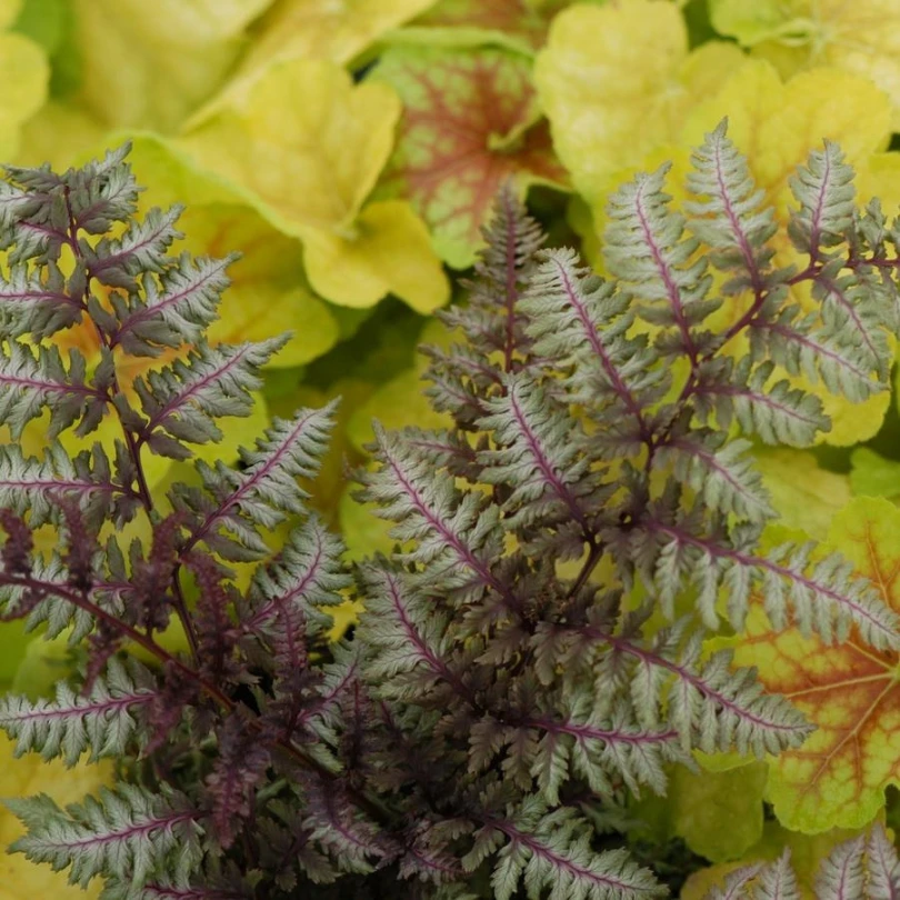 'Regal Red' Japanese Painted Fern (Athyrium) 5 'Regal Red' Japanese Painted Fern (Athyrium) - Image 3