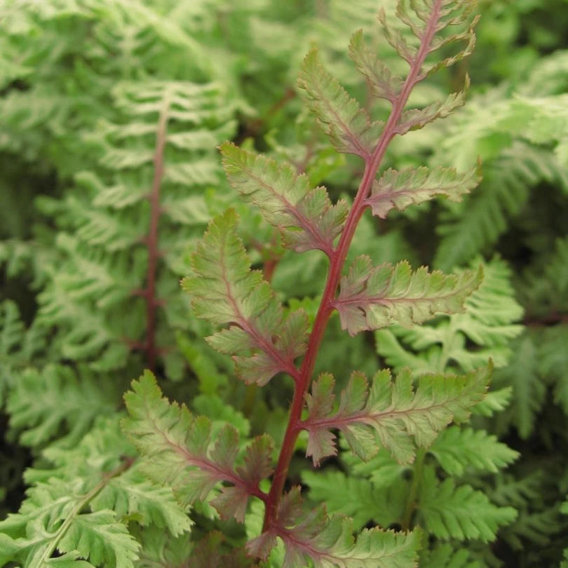 'Regal Red' Japanese Painted Fern (Athyrium) 4 'Regal Red' Japanese Painted Fern (Athyrium) - Image 2