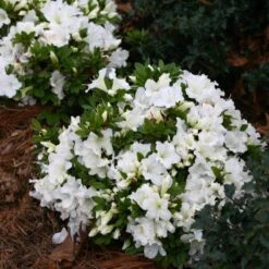 Bloom-A-Thon® White Reblooming Azalea -Garden Plants Store Azalea Bloom A Thon White 1 bd3d5e74 eb46 43dc 83e3 67a5d4c21802 sw