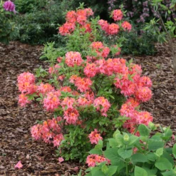 Sweet Reward™ Coral Azalea -Garden Plants Store AzaleaSweetRewardCoralIMG 7394 800x800 41c3acb