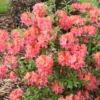 Sweet Reward™ Coral Azalea 1 Sweet Reward™ Coral Azalea -Garden Plants Store AzaleaSweetRewardCoralIMG 7492 800x800 edc8abc