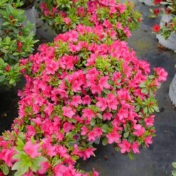 Perfecto Mundo Fuchsia Carpet™ Azalea 8 Perfecto Mundo Fuchsia Carpet™ Azalea -Garden Plants Store Azalea Perfect Mundo Fuchsia Carpet P1162212 800 800 60