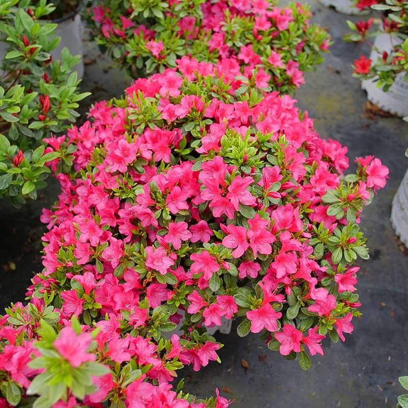 Perfecto Mundo Fuchsia Carpet™ Azalea 5 Perfecto Mundo Fuchsia Carpet™ Azalea - Image 3