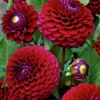 'Babette' Dahlia -Garden Plants Store Babette Dahlia