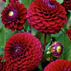 'Babette' Dahlia