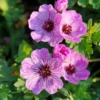 'Ballerina' Cranesbill (Geranium) 2 'Ballerina' Cranesbill (Geranium) -Garden Plants Store Ballerina Cranesbill Geranium