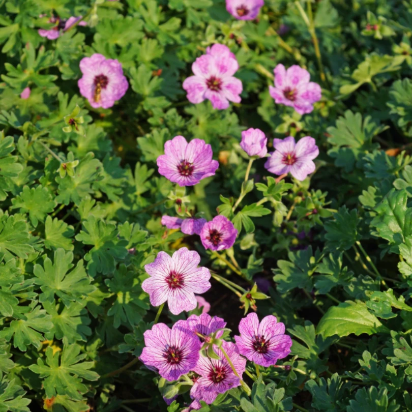 'Ballerina' Cranesbill (Geranium) 4 'Ballerina' Cranesbill (Geranium) - Image 2