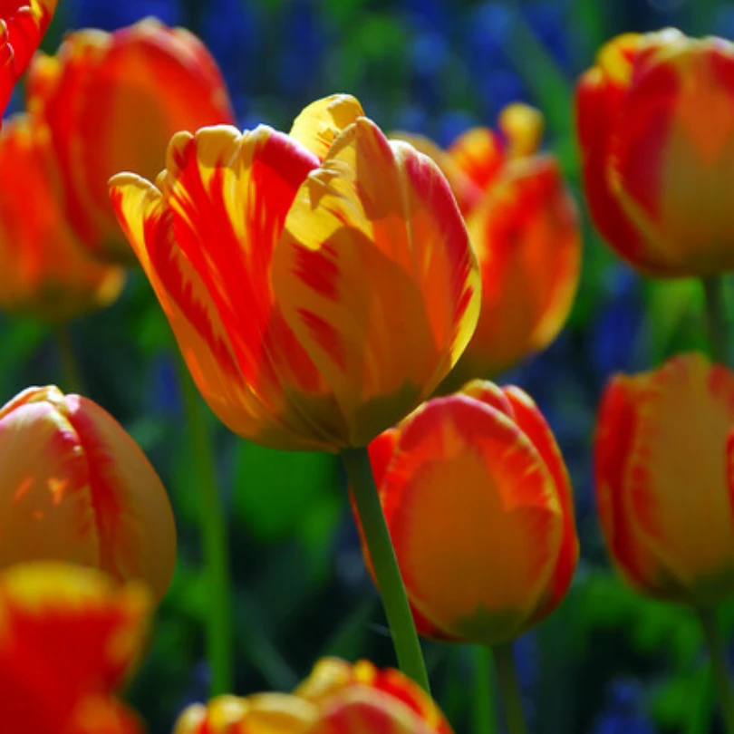 'Banja Luka' Tulip 5 'Banja Luka' Tulip - Image 3