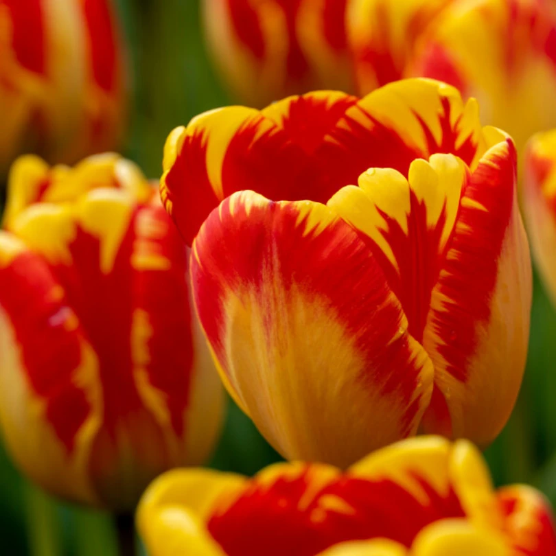 'Banja Luka' Tulip 4 'Banja Luka' Tulip - Image 2