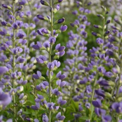 Decadence® 'Blue Bubbly' False Indigo -Garden Plants Store Baptisia BlueBubbly FalseIndigo 2