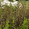DecadenceĀ® 'Dark Chocolate' False Indigo 1 DecadenceĀ® 'Dark Chocolate' False Indigo -Garden Plants Store Baptisia DarkChocolate FalseIndigo