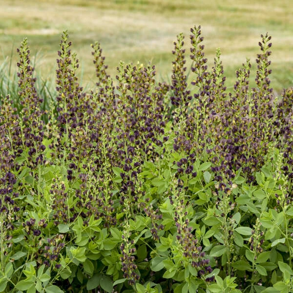 Decadence® 'Dark Chocolate' False Indigo 4 Decadence® 'Dark Chocolate' False Indigo - Image 2