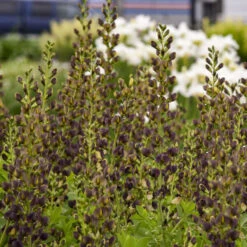 Decadence® 'Dark Chocolate' False Indigo 8 Decadence® 'Dark Chocolate' False Indigo -Garden Plants Store Baptisia DarkChocolate FalseIndigo 2