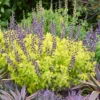 'Golden Anniversary' False Indigo (Baptisia) -Garden Plants Store Baptisia Golden Anniversary