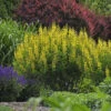 Decadence® 'Lemon Meringue' False Indigo -Garden Plants Store Baptisia LemonMeringue FalseIndigo
