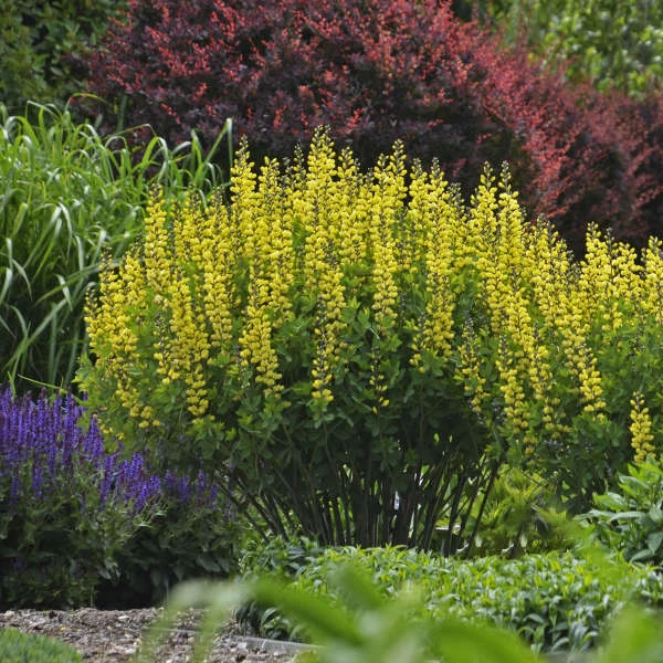 Decadence® 'Lemon Meringue' False Indigo 3 Decadence® 'Lemon Meringue' False Indigo