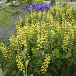 Decadence® 'Lemon Meringue' False Indigo 8 Decadence® 'Lemon Meringue' False Indigo -Garden Plants Store Baptisia LemonMeringue FalseIndigo 1
