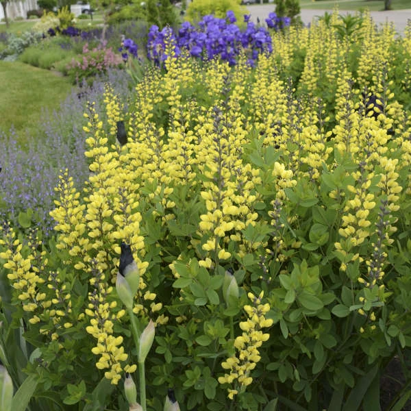 Decadence® 'Lemon Meringue' False Indigo 5 Decadence® 'Lemon Meringue' False Indigo - Image 3