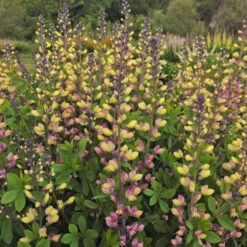 Decadence® 'Pink Lemonade' False Indigo 8 Decadence® 'Pink Lemonade' False Indigo -Garden Plants Store Baptisia PinkLemonade FalseIndigo 2
