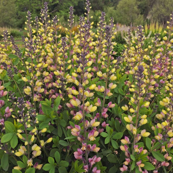 Decadence® 'Pink Lemonade' False Indigo 5 Decadence® 'Pink Lemonade' False Indigo - Image 3