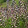 Decadence® 'Pink Truffles' False Indigo