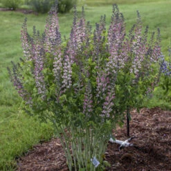 Decadence® 'Pink Truffles' False Indigo -Garden Plants Store Baptisia PinkTruffles FalseIndigo 2